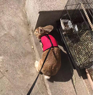 The Perfect Leash for Your Small Pet!