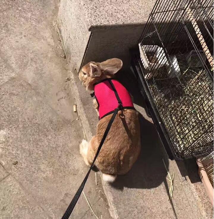 The Perfect Leash for Your Small Pet!