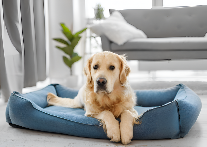 How to Choose the Perfect Pet Bed